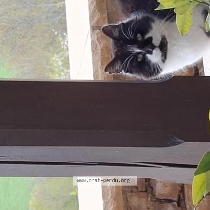 Photo 1/1 Found cat Found in Cluny