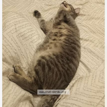 Photo 1/1 Pipou Chat lost in Laval