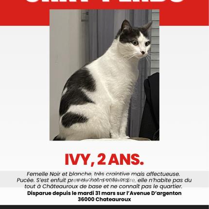 Photo 1/1 Ivy Chat lost in Chateauroux