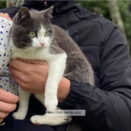 Photo 1/1 Minou Chat lost in Pradines