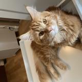 Picture of cat lost at St Pierre De Riviere