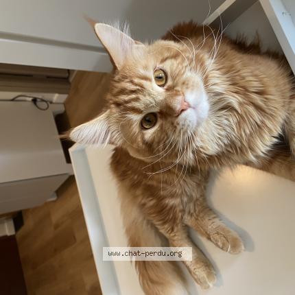 Photo 1/1 Ades Chat lost in St pierre de riviere