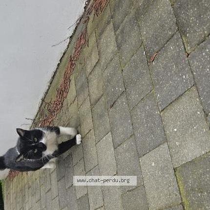 Photo 1/2 Found cat Found in Roncq