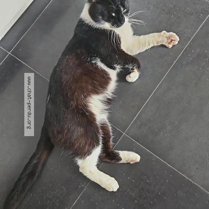 Photo 2/2 Found cat Found in Roncq