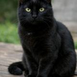 Picture of cat lost at Castelnau Le Lez