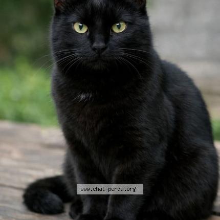 Photo 1/1 Mohcine Hadfi Chat lost in Castelnau le lez