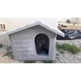 Picture of cat lost at Biver