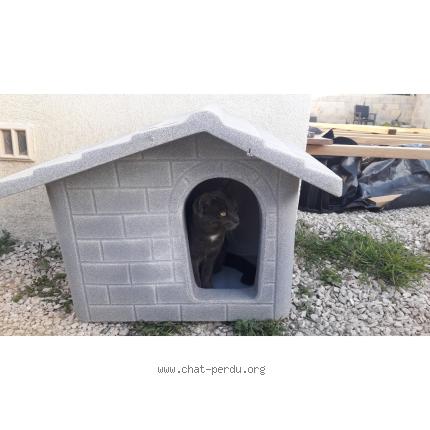 Photo 1/5 Micka Chat lost in Biver