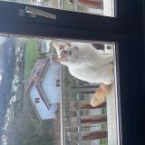 Picture of cat lost at Villers Le Lac