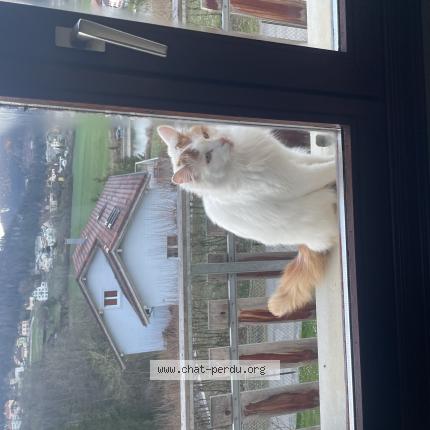 Photo 1/1 Ulysse Chat lost in Villers le lac