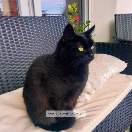 Photo 1/1 Abaya Chat lost in Villeurbanne