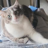 Picture of cat lost at Saint Dizier