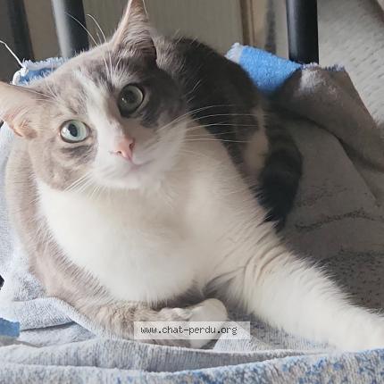 Photo 1/1 Miquella Chat lost in Saint dizier