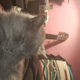 Picture of cat lost at Saint Girons En Bearn