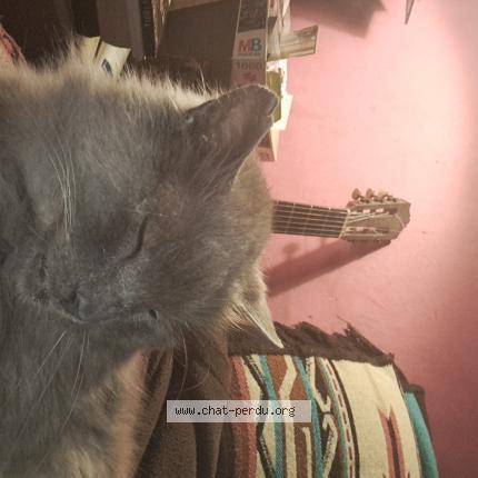 Photo 1/1 Bernie Chat lost in Saint girons en bearn