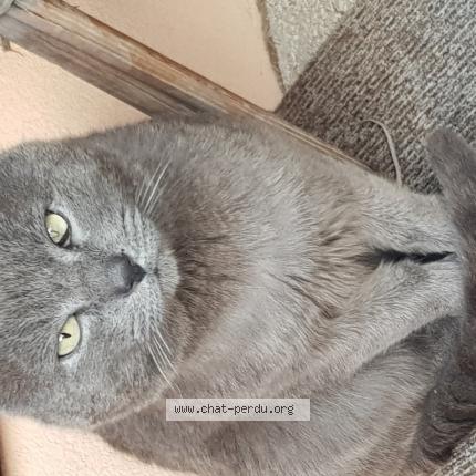 Photo 1/1 Found cat Found in Chambery