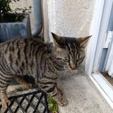 Picture of cat found at Ingre