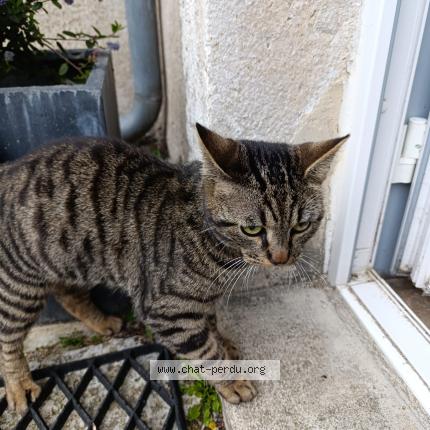 Photo 1/1 Found cat Found in Ingre