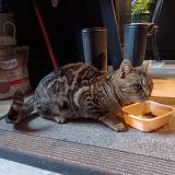 Picture of cat found at Laroquebrou