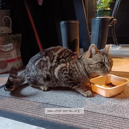 Photo 1/5 Found cat Found in Laroquebrou