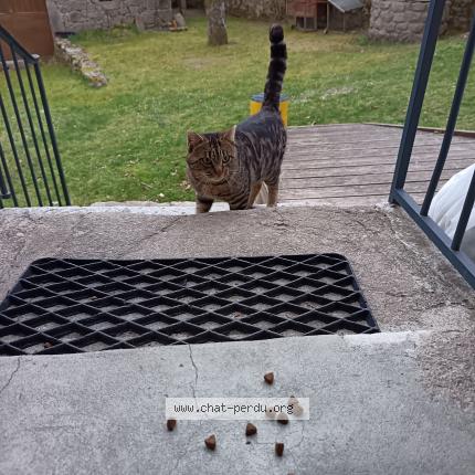 Photo 2/5 Found cat Found in Laroquebrou