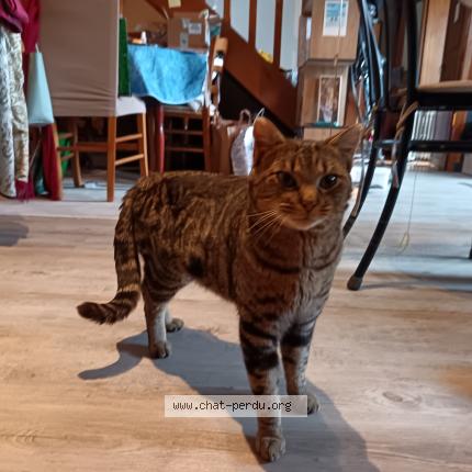 Photo 3/5 Found cat Found in Laroquebrou