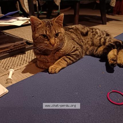 Photo 4/5 Found cat Found in Laroquebrou