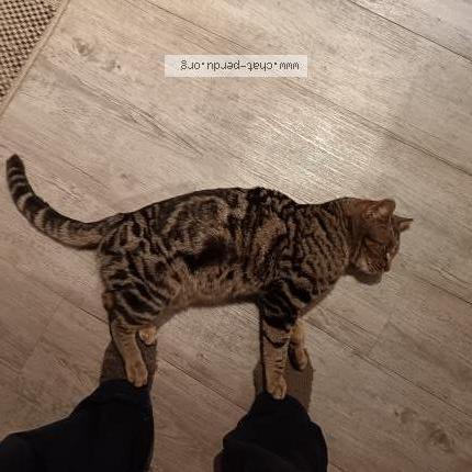 Photo 5/5 Found cat Found in Laroquebrou