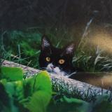 Picture of cat lost at La Saulce