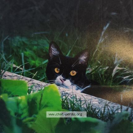 Photo 1/1 Minoucha Chat lost in La saulce