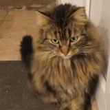 Picture of cat lost at Reims