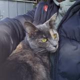 Picture of cat lost at Montauban
