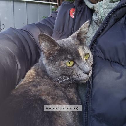 Photo 1/1 Minou Chat lost in Montauban