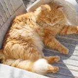 Picture of cat lost at Narbonne