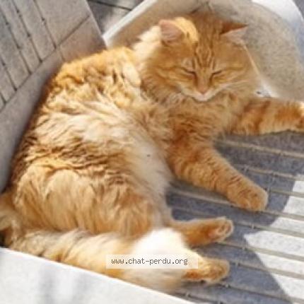 Photo 1/1 Minou Chat lost in Narbonne