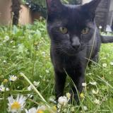 Picture of cat lost at Rueil Malmaison