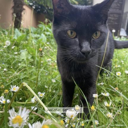 Photo 1/1 Moon Chat lost in Rueil malmaison