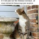 Picture of cat lost at Sens