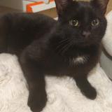 Picture of cat found at Chaumont