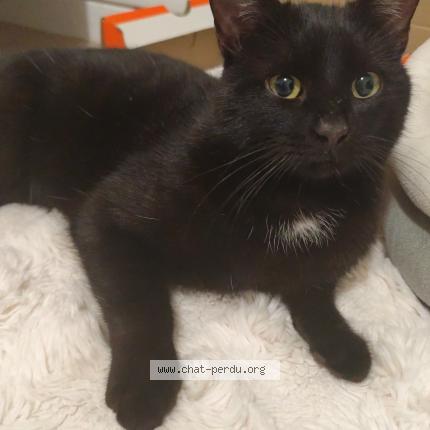 Photo 1/1 Found cat Found in Chaumont