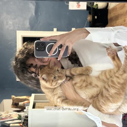 Photo 1/1 Yuka Chat lost in Gruchet le valasse