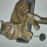 Picture of cat lost at Draguignan