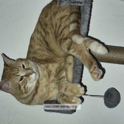 Photo 1/1 Xavier Passefort Chat lost in Draguignan