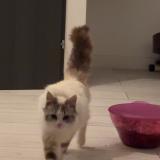 Picture of cat found at Lepuix Neuf