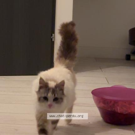 Photo 1/1 Found cat Found in Lepuix neuf