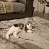 Picture of cat lost at St Priest