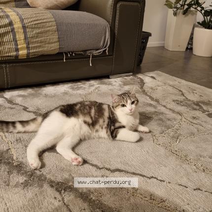 Photo 1/1 Calya Chat lost in St priest