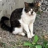 Picture of cat found at Saint Barthelemy