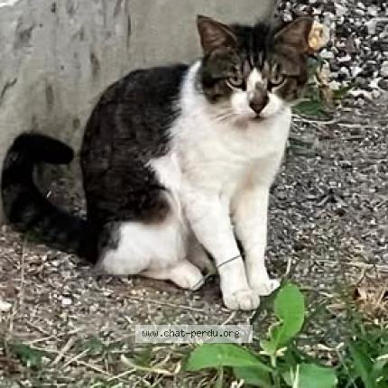 Photo 1/3 Found cat Found in Saint barthelemy