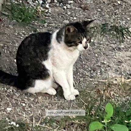 Photo 2/3 Found cat Found in Saint barthelemy